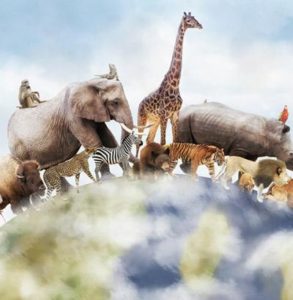 Animation  nature - Atlas des animaux du monde