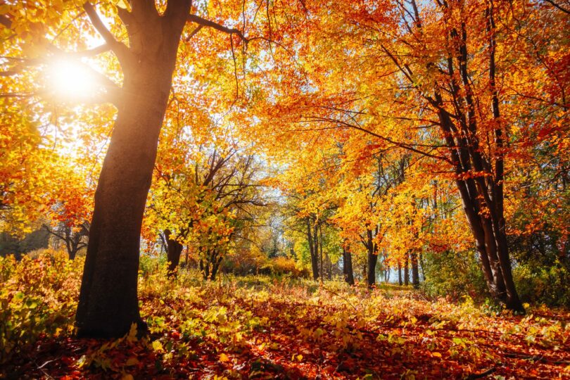 Quelles sont les animations à faire cet automne en EHPAD ?