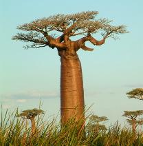 Quizz Records de la nature - Les records du monde végétal