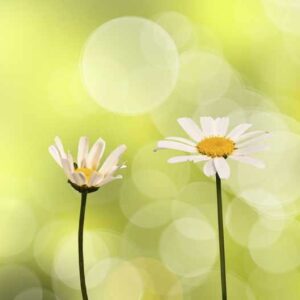 Animation  Printemps - Fleurs