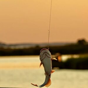 Animation  Loisirs - Pêche du jour