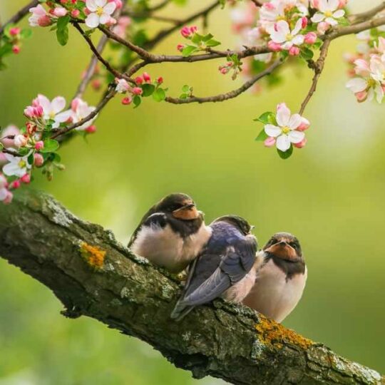 Image2026320115543127132.jpeg Quizz saisons - Le printemps