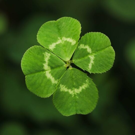 Animation  Vendredi 13 - Jour de chance ou de poisse ?