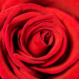 Quizz Couleur rouge - Alerte rouge !